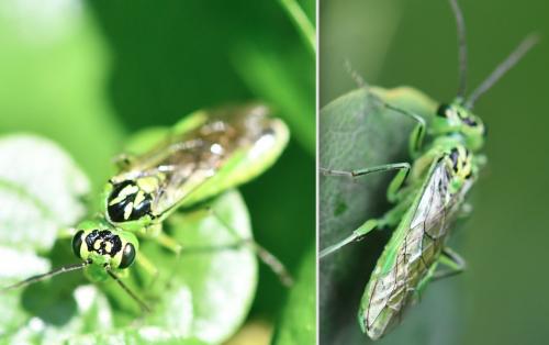 Rhogogaster chlorosoma